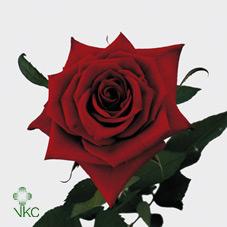 Wholesale Rose Directory Grand Prix Roses Wholesale Roses